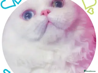 Munchkin cats White Napoleon Minuet Persian Munchkin Rug hugger - Advert 3