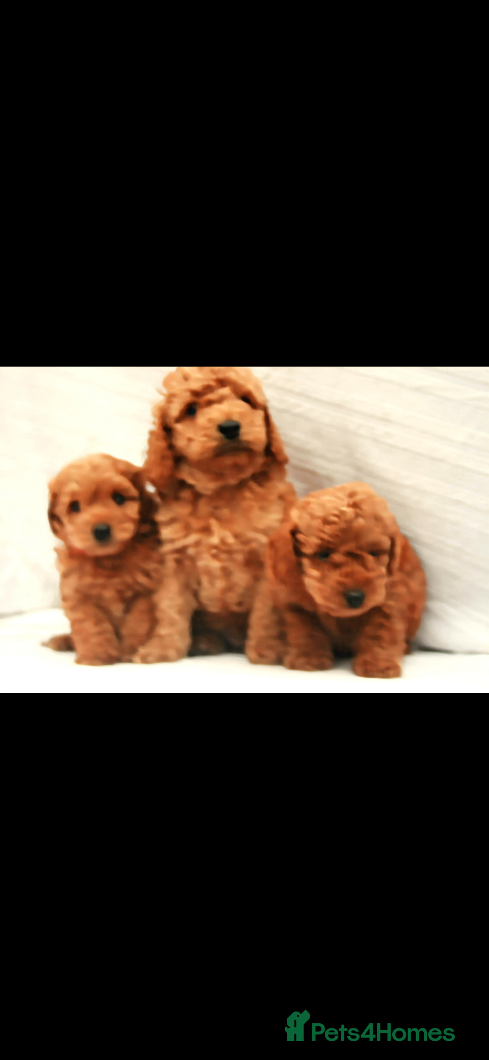 Cockapoo dogs F1B Mini Cockapoos - Advert 1