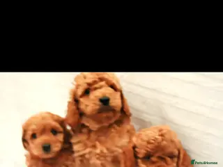 Cockapoo dogs F1B Mini Cockapoos - Advert 1