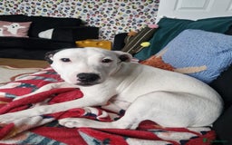 Staffordshire Bull Terrier dogs for sale: Gorgeous girl  - Image 4