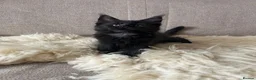 Maine Coon cats for sale: ⭐️Beautiful Maine Coon Kittens⭐️ - Advert 16