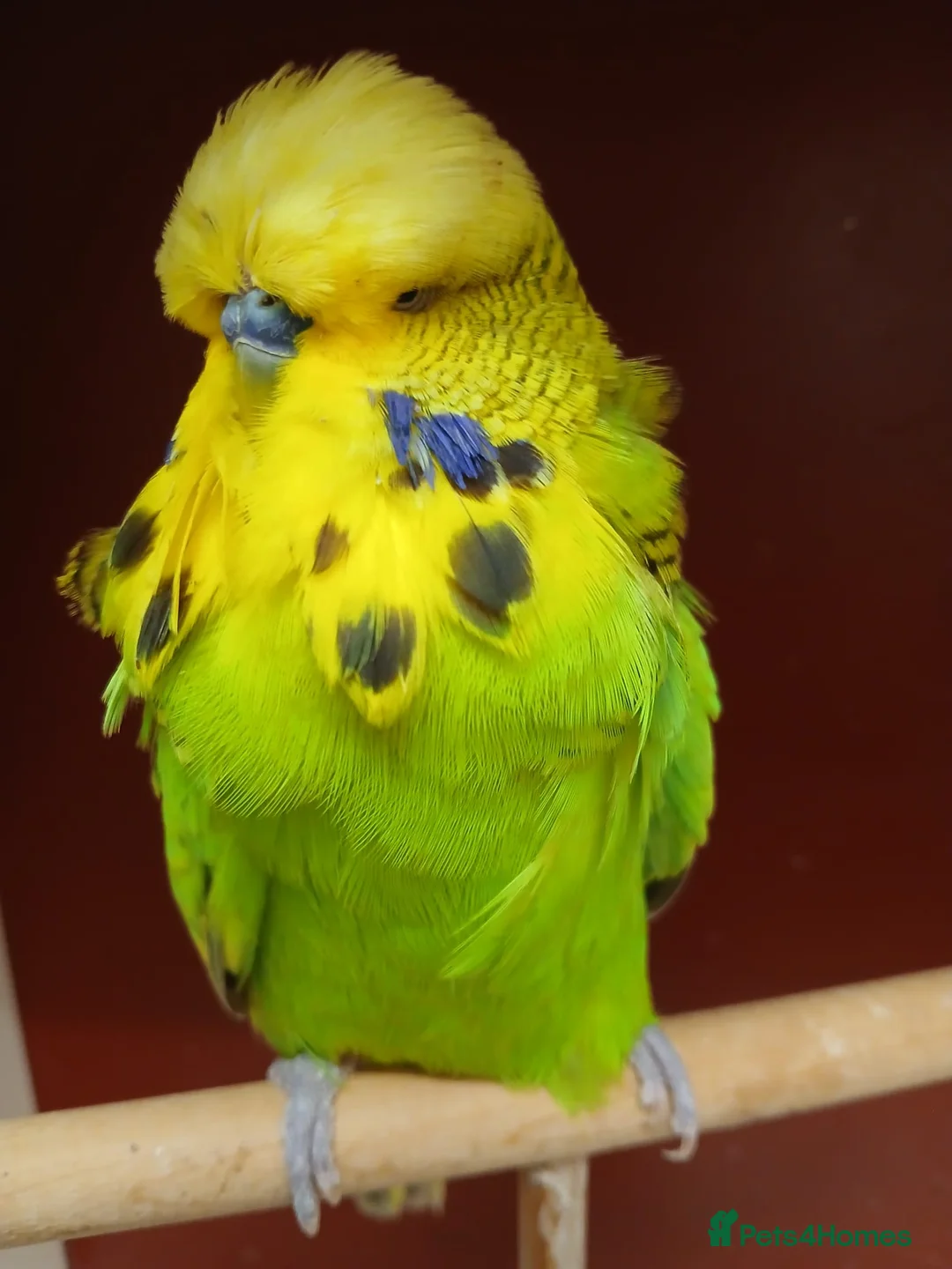 Budgerigars birds for sale: Super Tame Exhibition Budgie - Advert 1