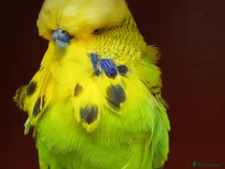 Budgerigars birds Super Tame Exhibition Budgie - Advert 1