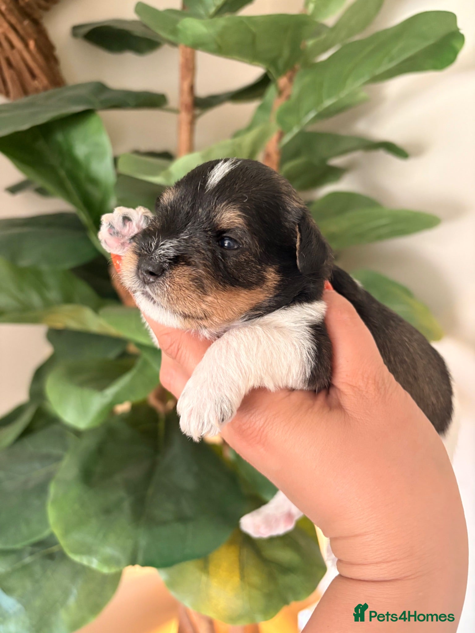 Miniature Schnauzer dogs 5⭐️KC Chocolate Wheaten Parti Mini Schnauzer - Advert 4