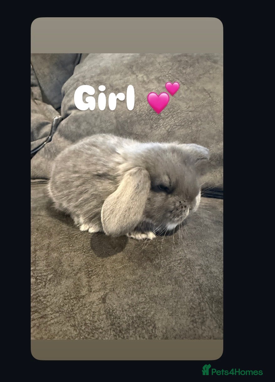 French Lop rabbits Stunning French lops available 23rd march  - Advert 6