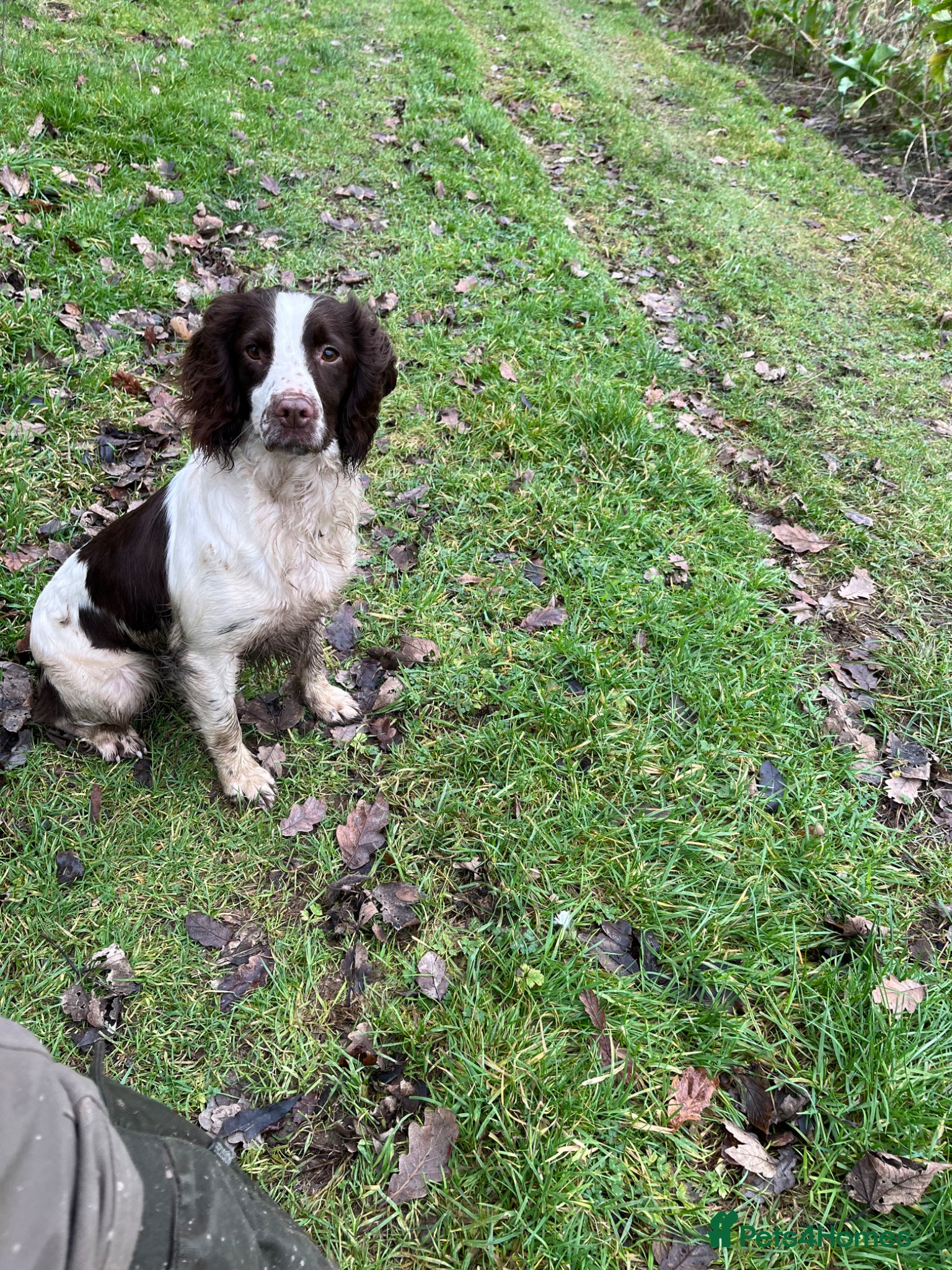 Sprocker dogs Beautiful sprocker puppies  - Advert 2