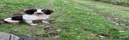 Sprocker dogs for sale: Beautiful sprocker puppies  - Advert 2