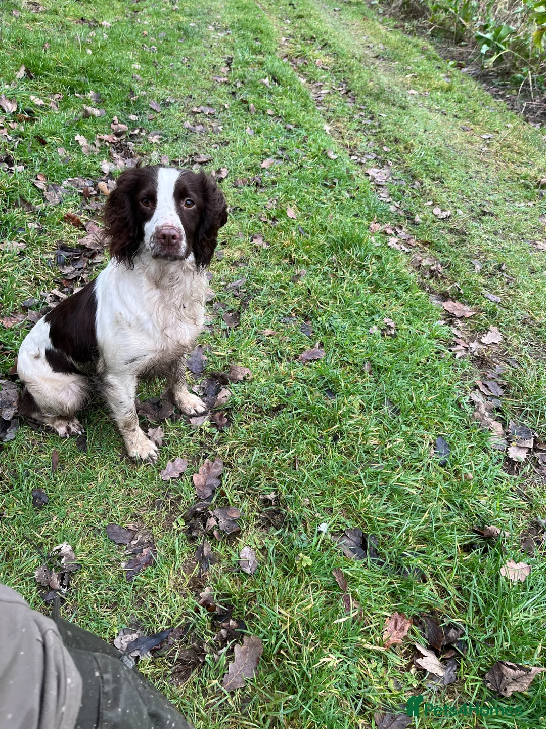 Sprocker dogs for sale: Beautiful sprocker puppies  - Advert 2