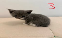 British Longhair cats for sale: 4 Beautiful Kittens  - Image 7