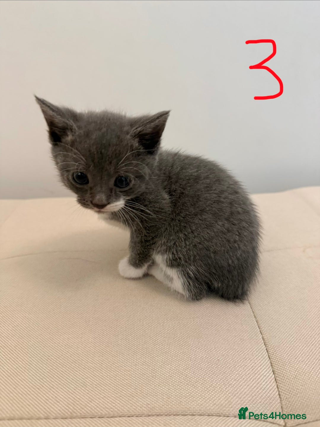 British Longhair cats for sale: 4 Beautiful Kittens  - Image 7