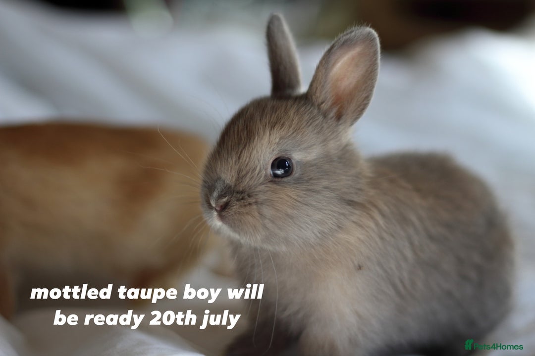 Netherland Dwarf rabbits for sale: pure bred netherland dwarf new litter - Image 5