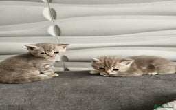 Burmese cats for sale: Beautiful Burmese x British kittens for sale 🤍  - Image 18