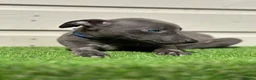 Whippet dogs for sale: Blue whippets  - Advert 7