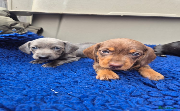 Miniature Dachshund dogs - Advert 11