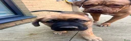 Mixed Breed dogs for sale: Douge De Bordeaux X German Shepard's - Advert 5