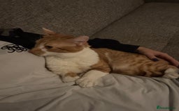 British Shorthair cats for sale: INDOOR Cuddly Ginger short haired male cat - Image 7
