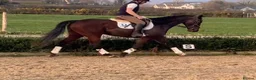 Irish Sports horses for sale: Fantastic opportunity to produce  - Advert 4