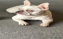 French Bulldog dogs for sale: Well bred French Bulldog Puppies  - Image 6