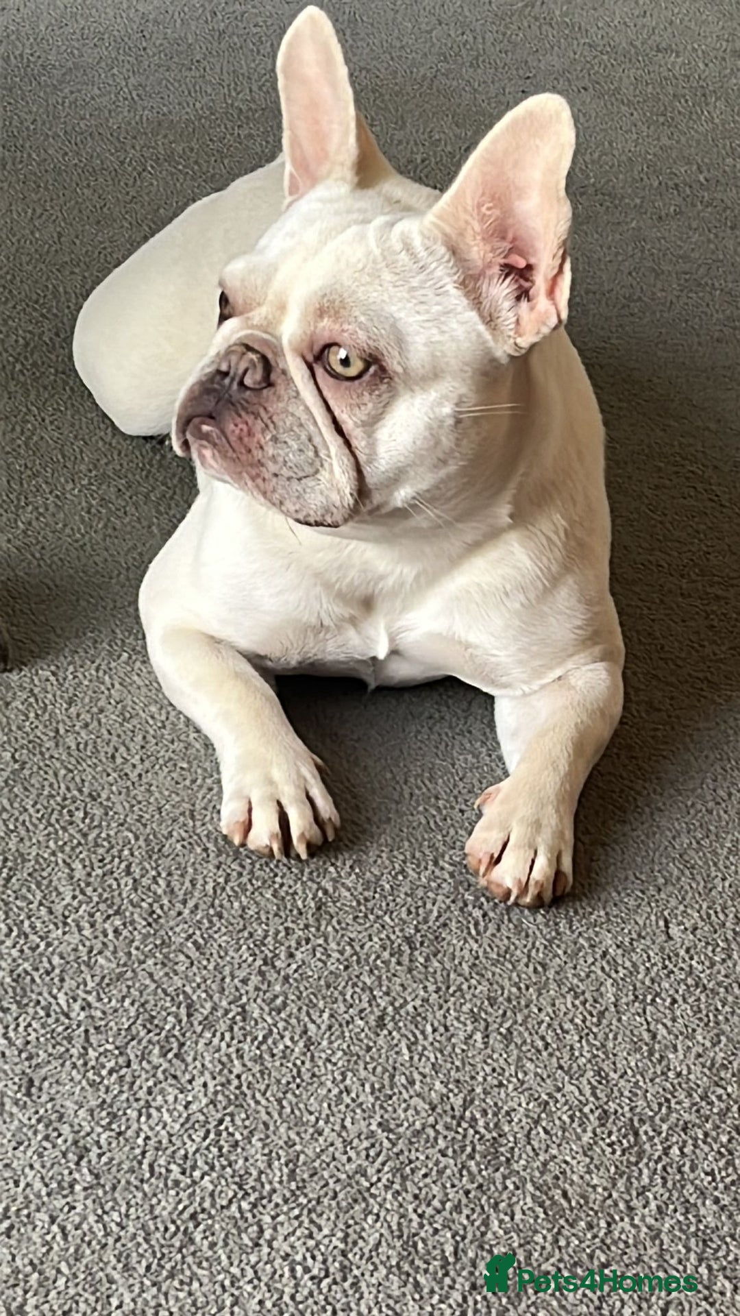 French Bulldog dogs for sale: Well bred French Bulldog Puppies  - Image 6