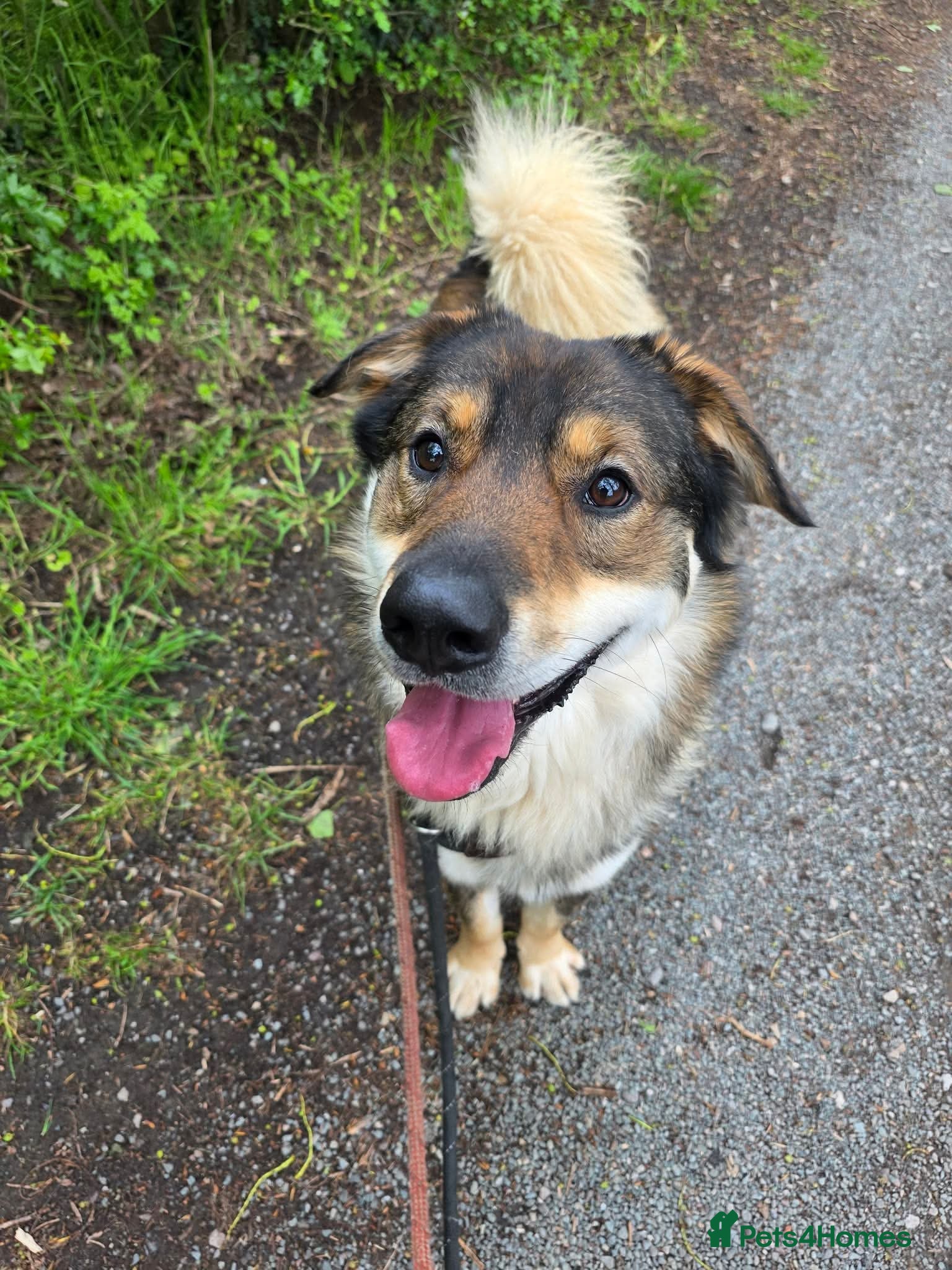 Mixed Breed dogs Meet Paddington,  currently residing in Cheshire  - Advert 1