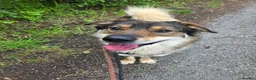 Mixed Breed dogs for adoption: Meet Paddington,  currently residing in Cheshire  in Nantwich - Advert 1