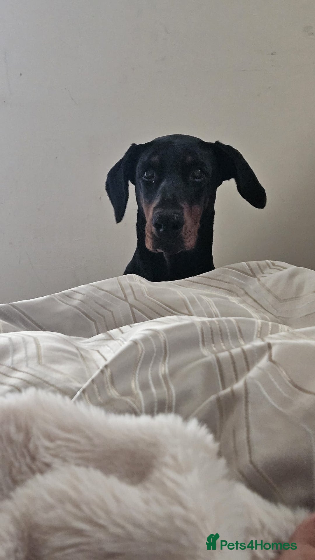 Dobermann dogs for sale: Loving doberman to loving home only. - Image 7