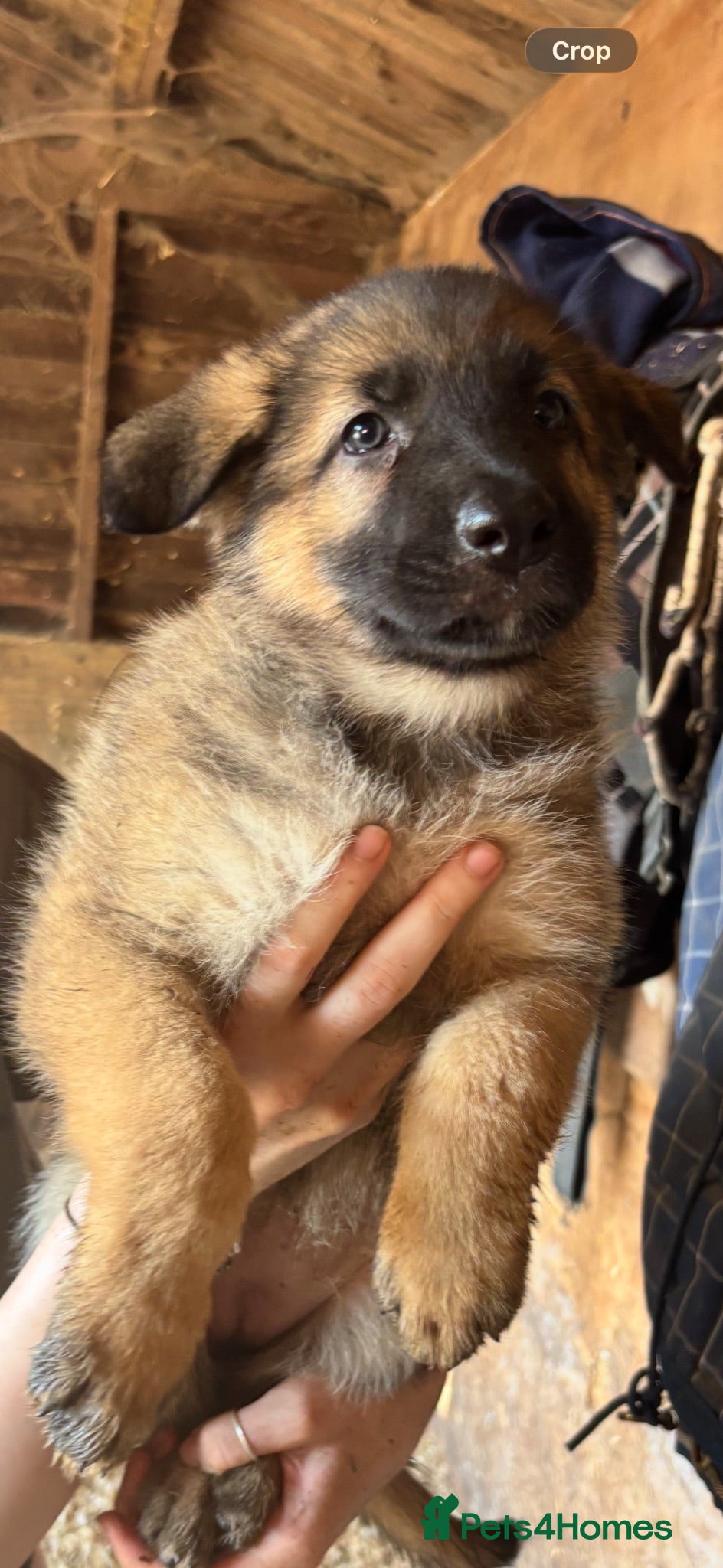 German Shepherd dogs Beautiful litter of healthy German shepherd pups - Advert 7
