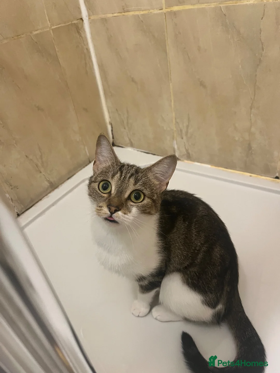 American Wirehair cats for sale: 2 young female cats.  - Advert 7