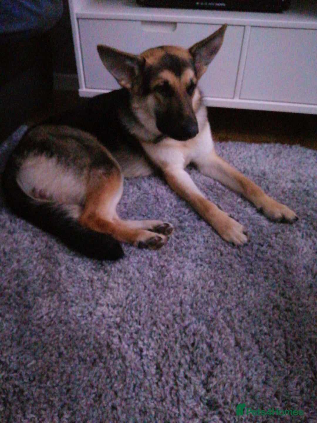 German Shepherd dogs for sale: Miley - Image 2