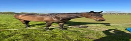English Thoroughbred horses for sale: Oscar. 16.1 thoroughbred  in Evesham - Advert 2