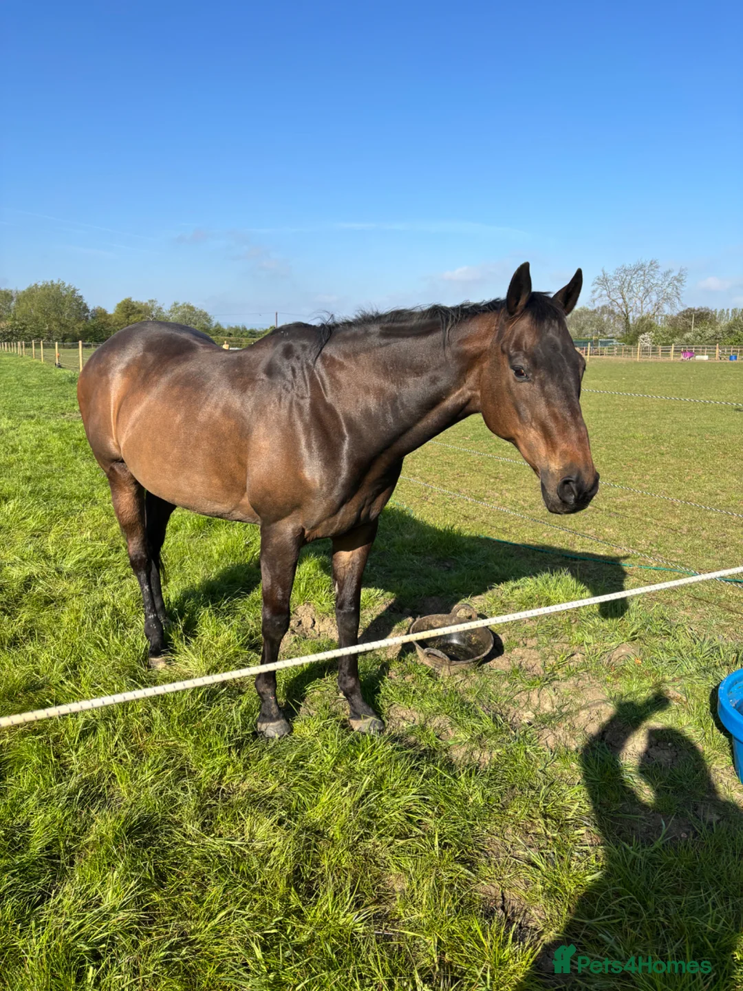 English Thoroughbred horses for sale: Oscar. 16.1 thoroughbred  in Evesham - Advert 2