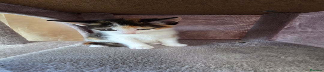Mixed Breed Kitten 5
