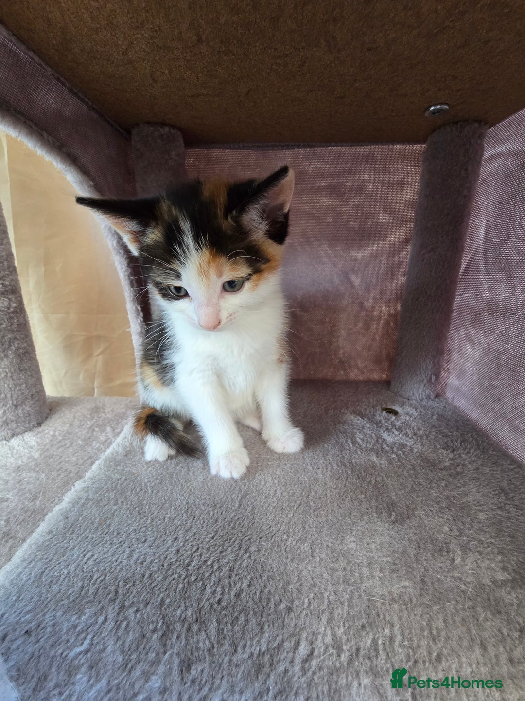 Mixed Breed cats for sale: Premium mixed breed kittens - Image 21