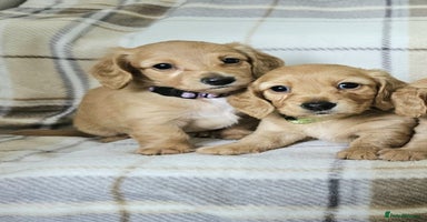 Miniature Dachshund dogs in Peterborough - Advert 2