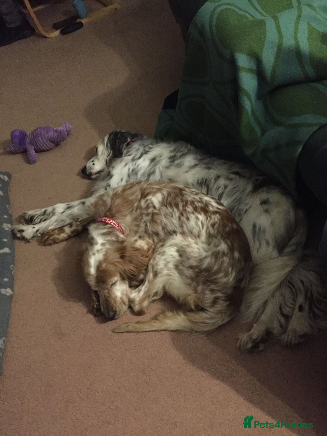 English Setter dogs for adoption: Hendy - Advert 14