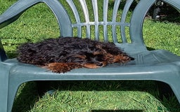 Mixed Breed dogs for sale: Cavalier king charles x shihpoo - Image 2
