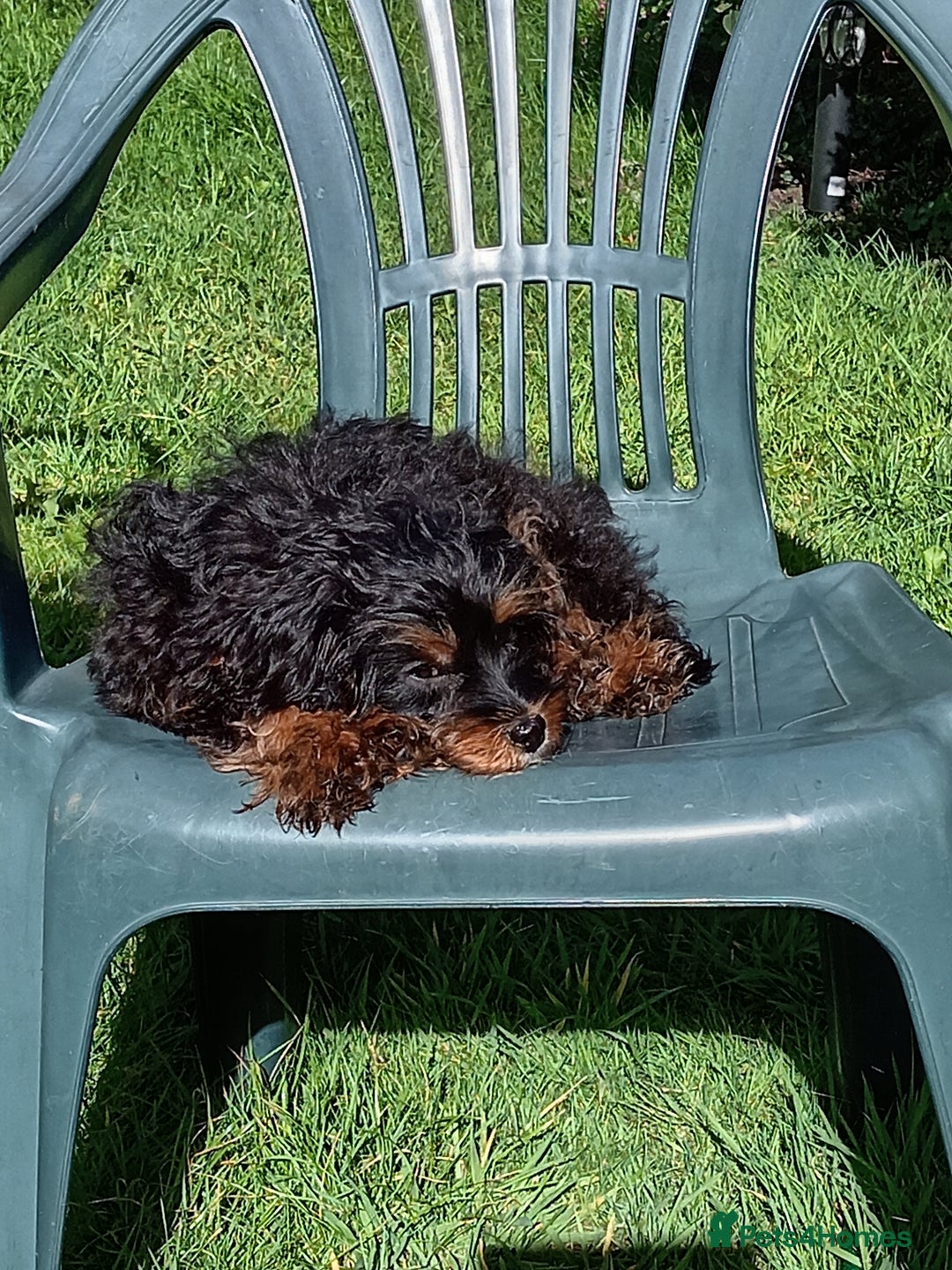 Mixed Breed dogs for sale: Cavalier king charles x shihpoo - Image 2