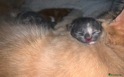 Mixed Breed cats for sale: 5 gorgeous kitten’s - Image 6