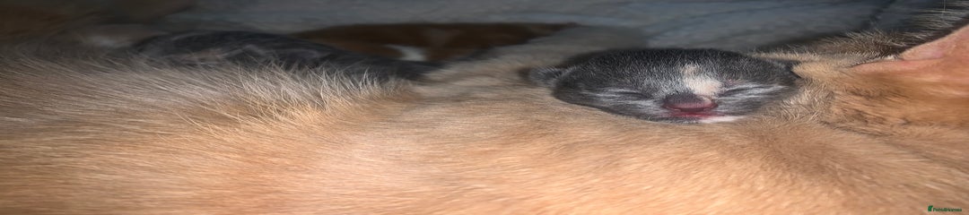 Mixed Breed Kitten 5
