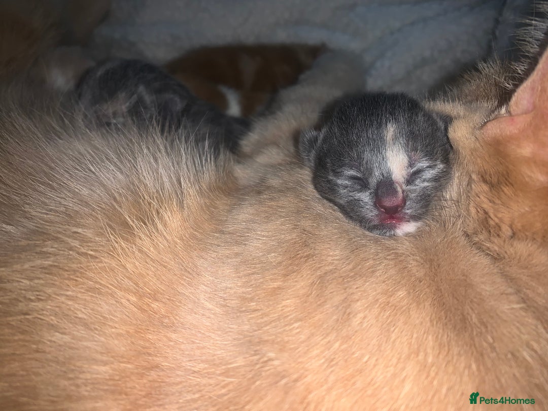 Mixed Breed cats for sale: 5 gorgeous kitten’s - Image 6