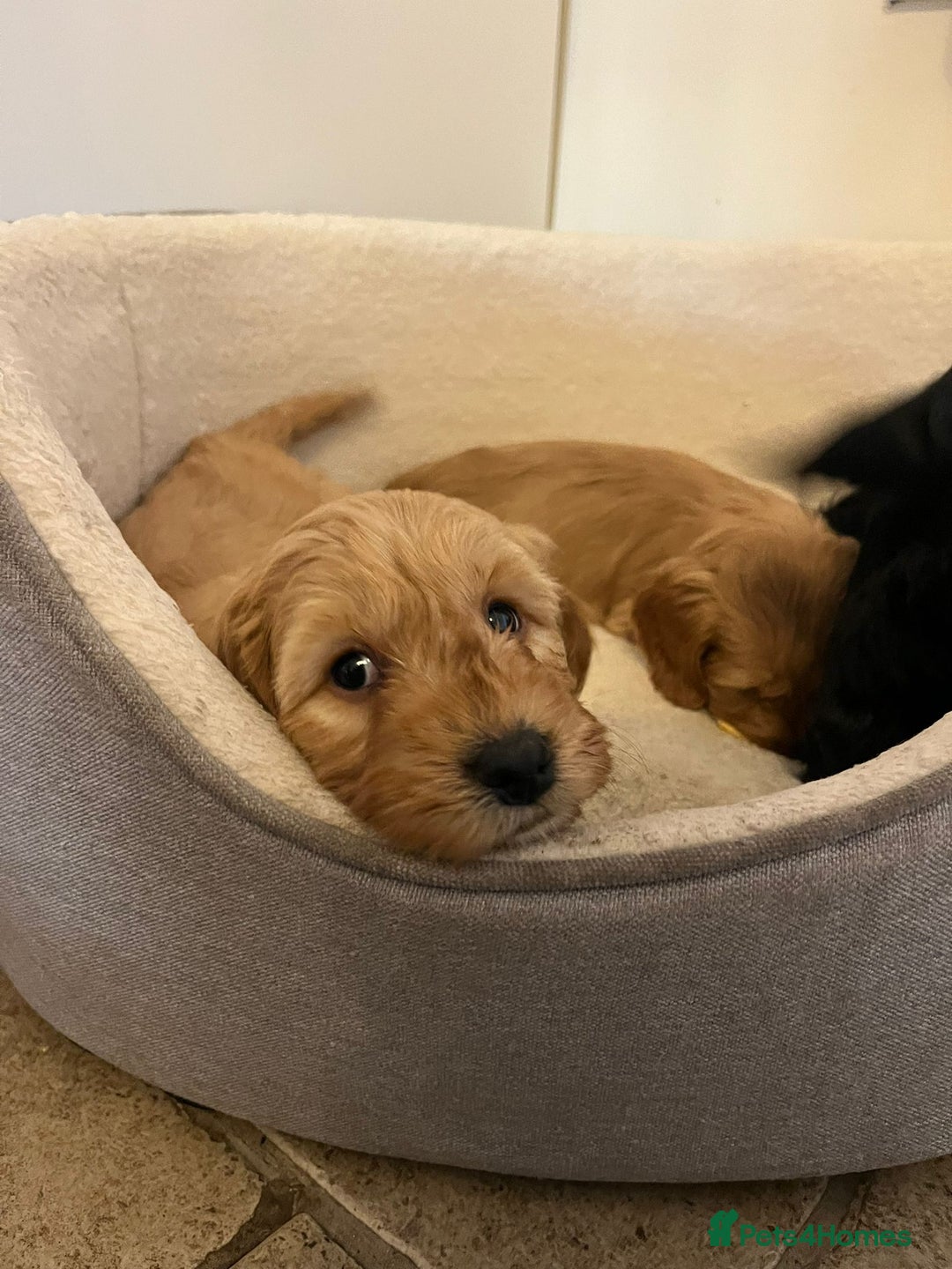 Cockapoo dogs for sale: Beautiful puppies  - Advert 1