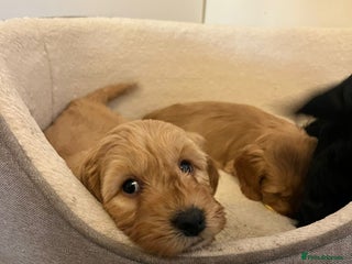 Cockapoo dogs Beautiful puppies - Advert 2