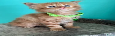 Maine Coon Kitten 3