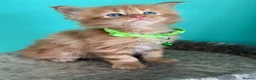 Maine Coon cats for sale: Beautiful mainecoon kittens  - Advert 19