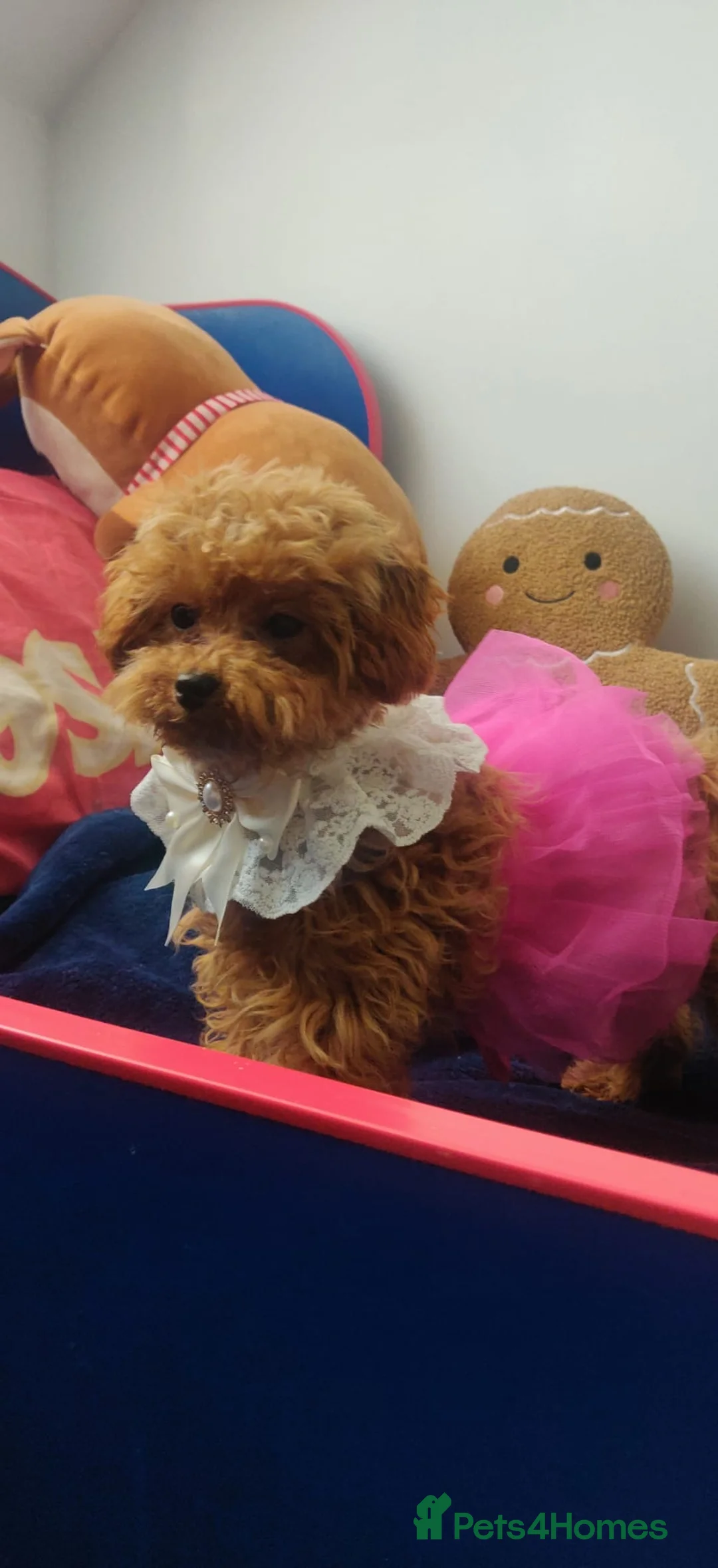 Maltipoo dogs for sale: Beautiful Maltipoo Male And Female 5months - Advert 2
