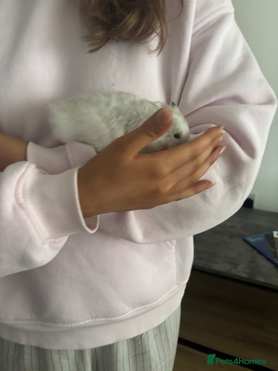 Hamster rodents for sale: Long Haired Syrian Show Hamster - Image 4