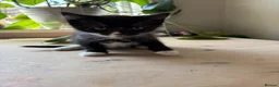 Mixed Breed cats for sale: Little kittens  - Advert 5