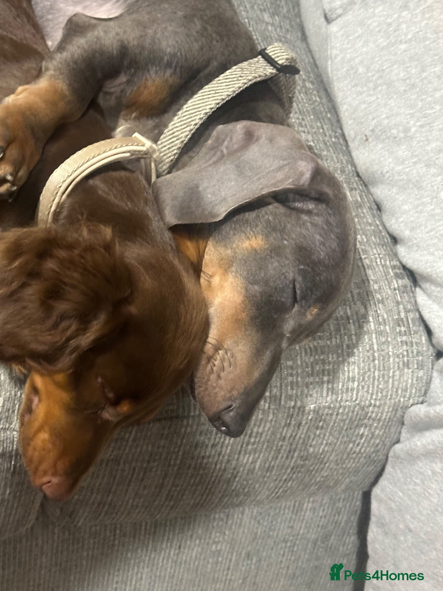Miniature Dachshund dogs Male and female miniature dachshunds  - Advert 5