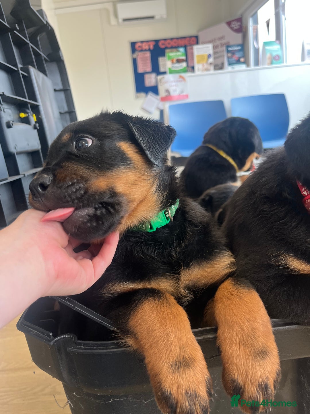 Rottweiler dogs for sale: X1 female rottweiler puppy left! 8 weeks old today in Evesham - Image 7