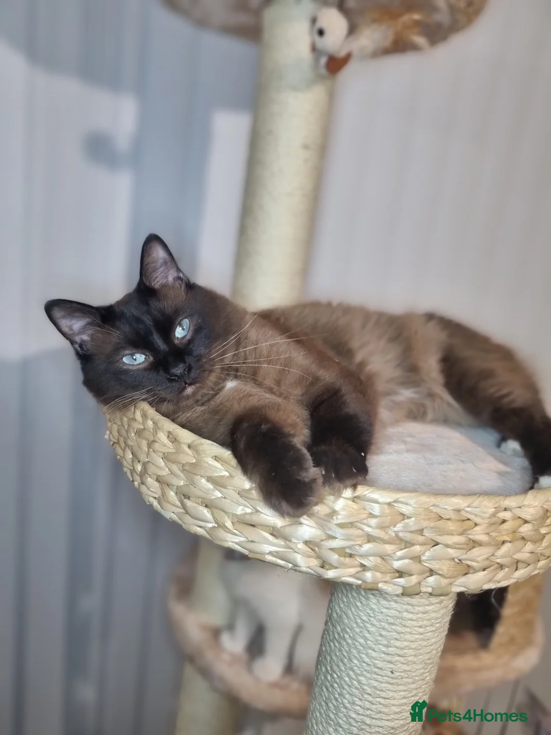 Ragdoll cats for stud: Ragdoll Seal Sepia Stud Genetically Tested 🐾 in London - Advert 8